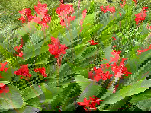 Best Types of Canna Lily Varieties  29