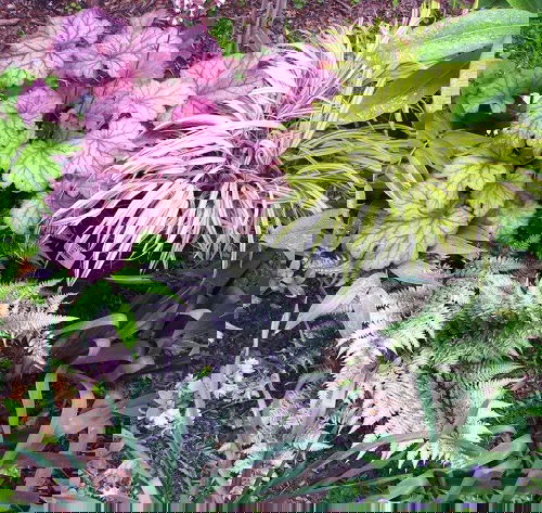 Coral Bells Companion Plants 