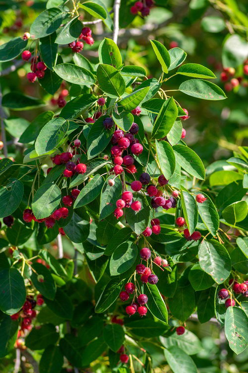 Trees with Red Berries in garden