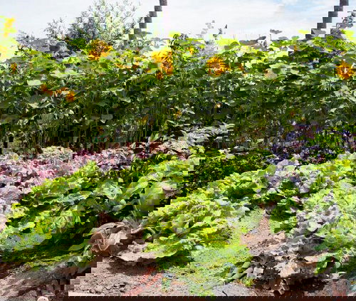 Lettuce are Sunflower Companion Vegetables