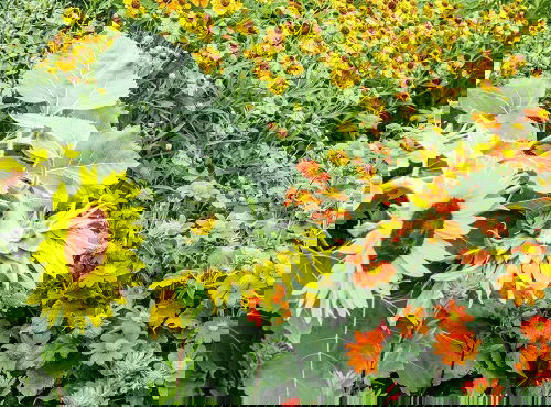 Mexican Sunflower are Sunflower Companion Plants