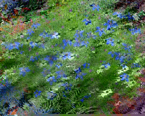 nigella are Sunflower Companion Plants