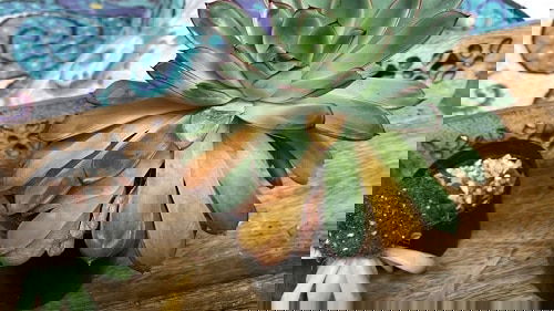 What to Do with Overwatered Succulents
