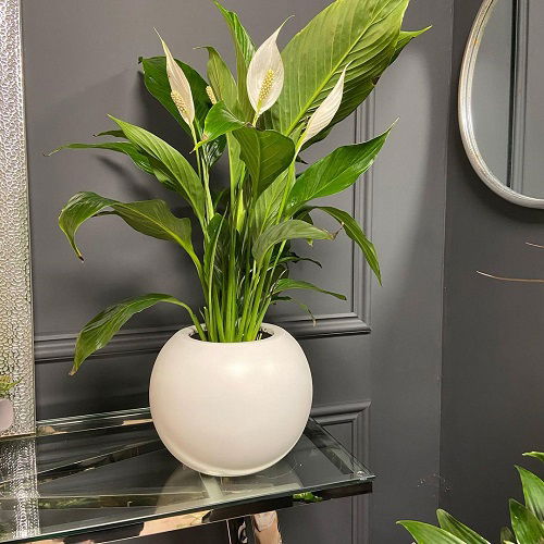 Top Tips for Your Peace Lily in August to Encourage Blooms