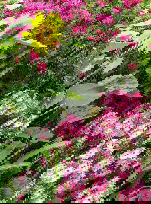 Phlox are Sunflower Companion Plants
