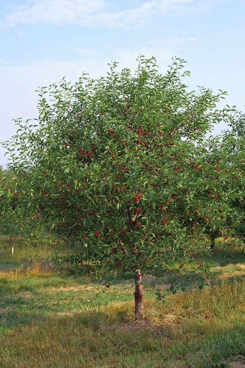 best Trees with Red Berries