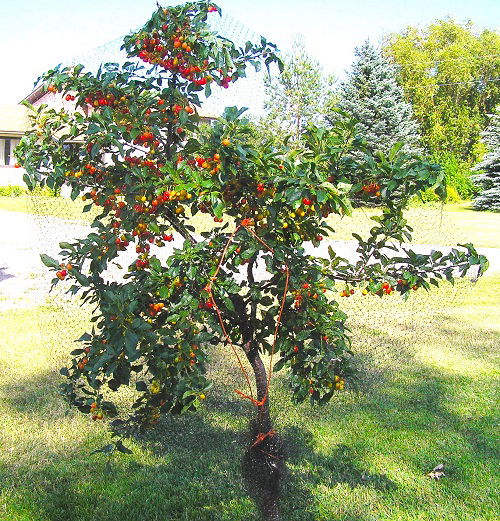 Trees with Red Berries 