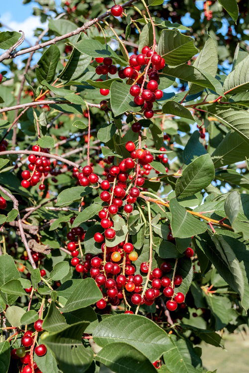 amazing Trees with Red Berries 19