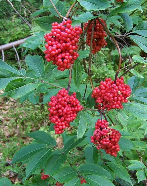 best Red-berrying trees