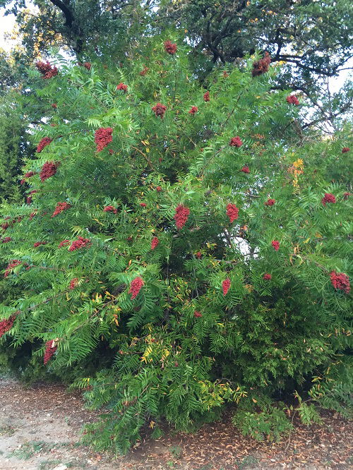 best beautiful Red-berrying trees