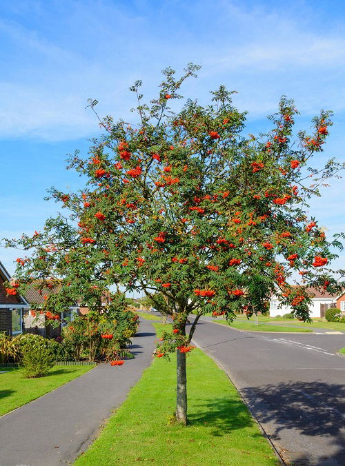 beautiful Trees with Red Berries 13