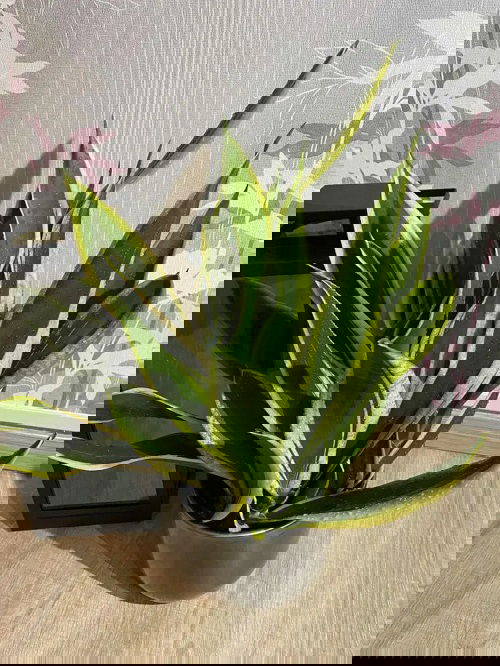 Types of Snake Plant -Sansevieria ‘Black gold’