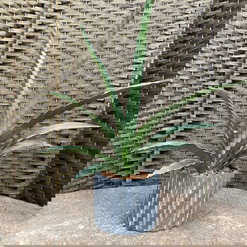 Types of Snake Plant -Sansevieria ‘Desert’