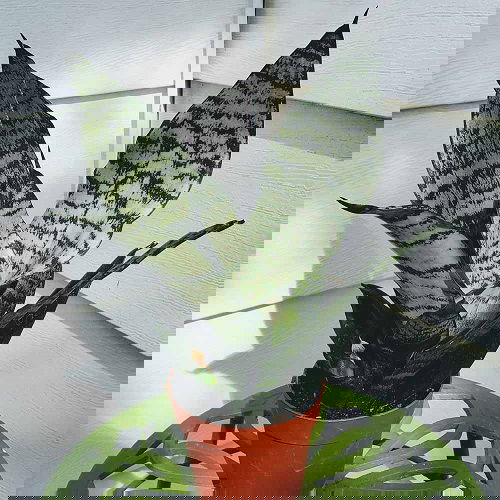 Types of Snake Plant- Sansevieria ‘Futura robusta’