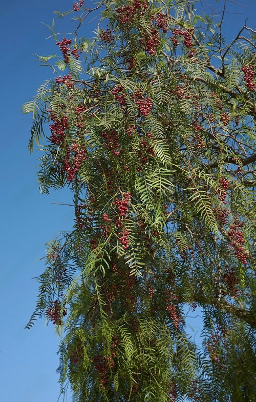 beautiful Trees with Red Berries