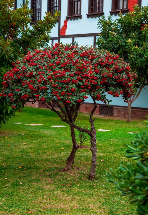 best Trees with Red Berries 15