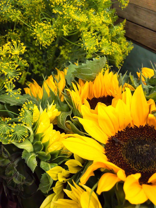 Dill are Sunflower Companion Plants