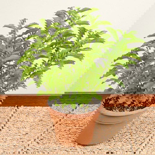 best Container Chai Garden
