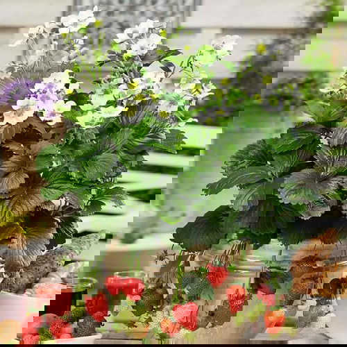 Strawberry Companion Plants