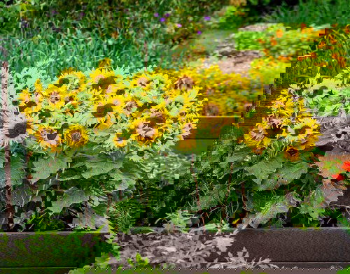  Sunflower Companion Plants