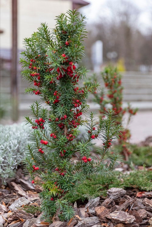Red-berrying trees 