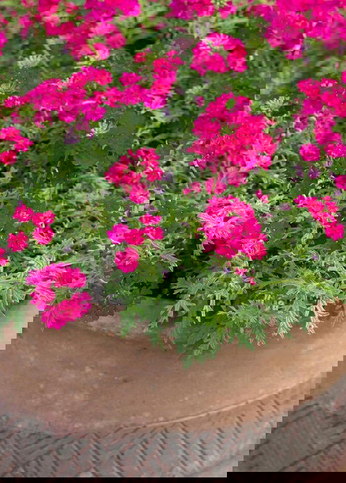 verbena are Sunflower Companion Plants